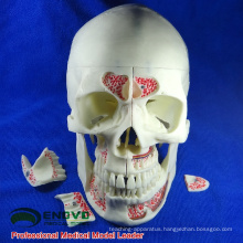 DENTAL10(12569) Human Medical Anatomical Adult Osteopathic Skull Models 10-Part